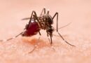 Aumento de casos de fiebre por virus de Oropouche en América del Sur