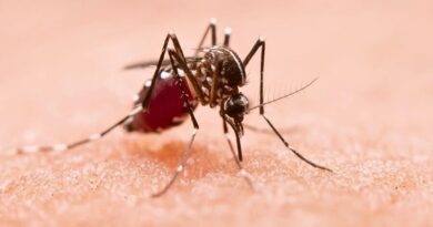 Aumento de casos de fiebre por virus de Oropouche en América del Sur