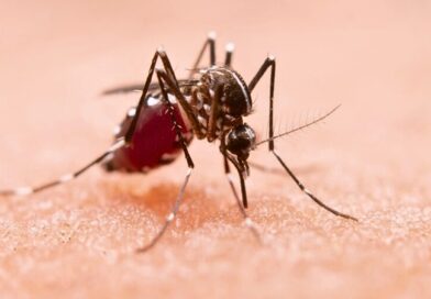 Aumento de casos de fiebre por virus de Oropouche en América del Sur