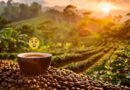 Aunque millones disfrutan del café a diario, pocos saben que puede contener toxinas como clorpirifós, mohos y aflatoxinas, dañinas para la salud humana.