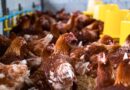 Farmacéuticas y gobiernos ignoran advertencias sobre el H5N1; la falta de acción inmediata recuerda errores cometidos antes de la pandemia de COVID-19.